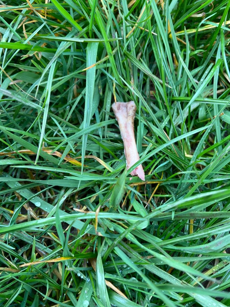 Giftköder-Sämtliche Hühnerknochen-Profilbild