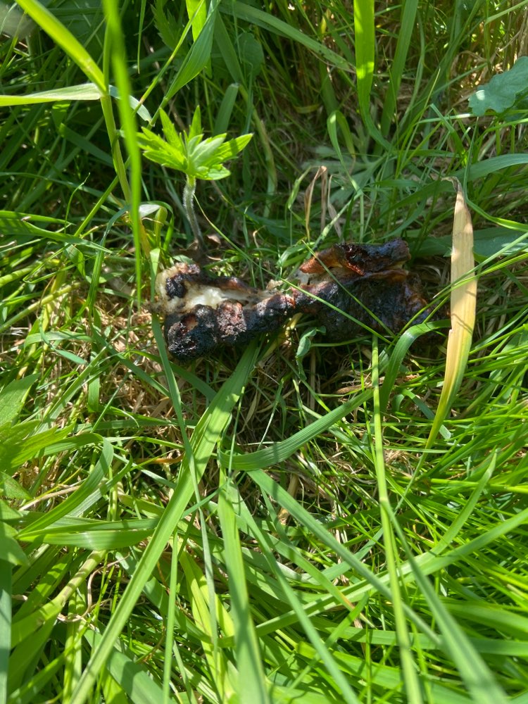 Giftköder-Grill Abfälle / Knochen-Profilbild