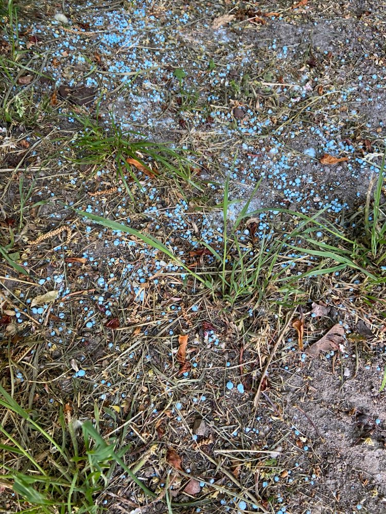 Giftköder-Blaukorn gestreut-Profilbild