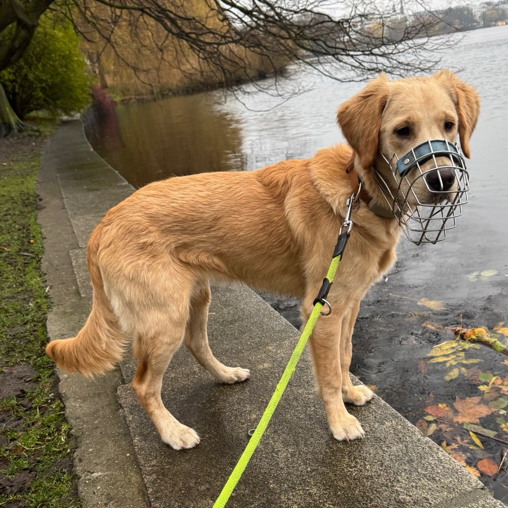 Hundetreffen-Social Walk | PlayDate | Training-Profilbild