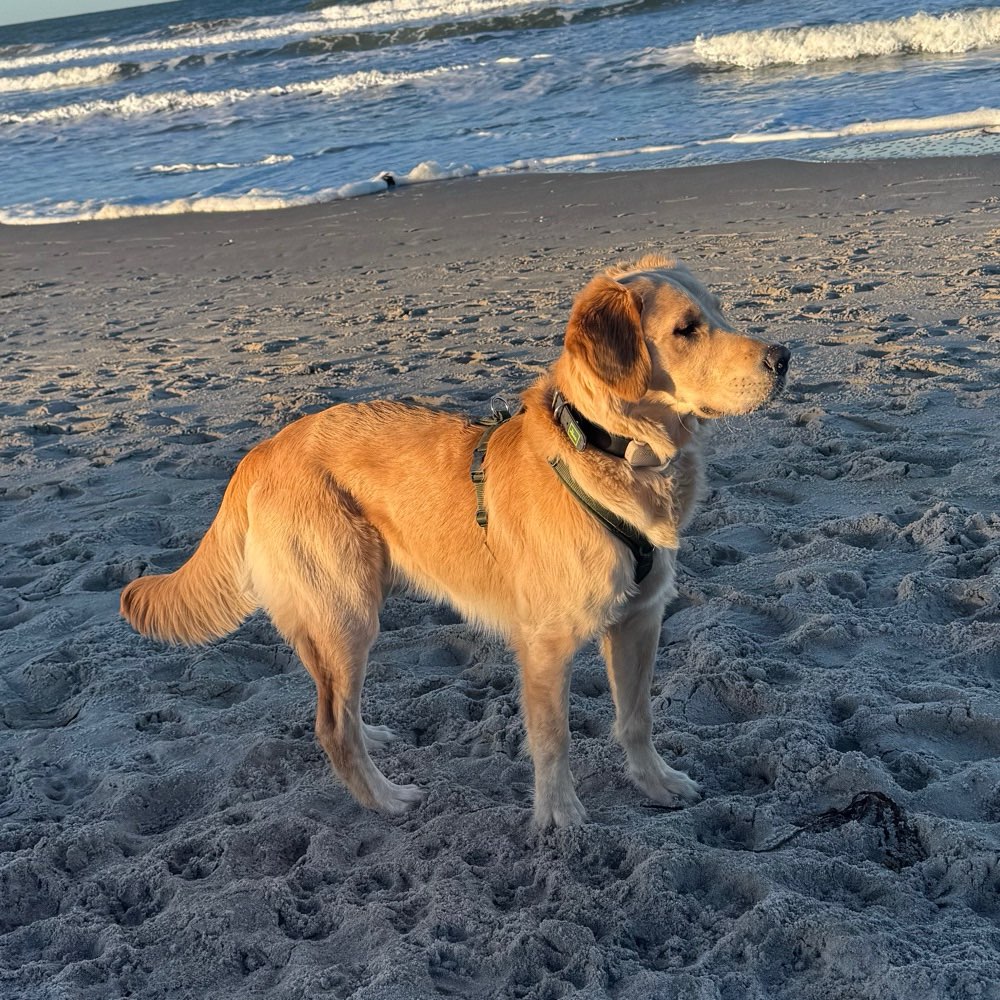 Hundetreffen-Social Walk | PlayDate | Training-Profilbild