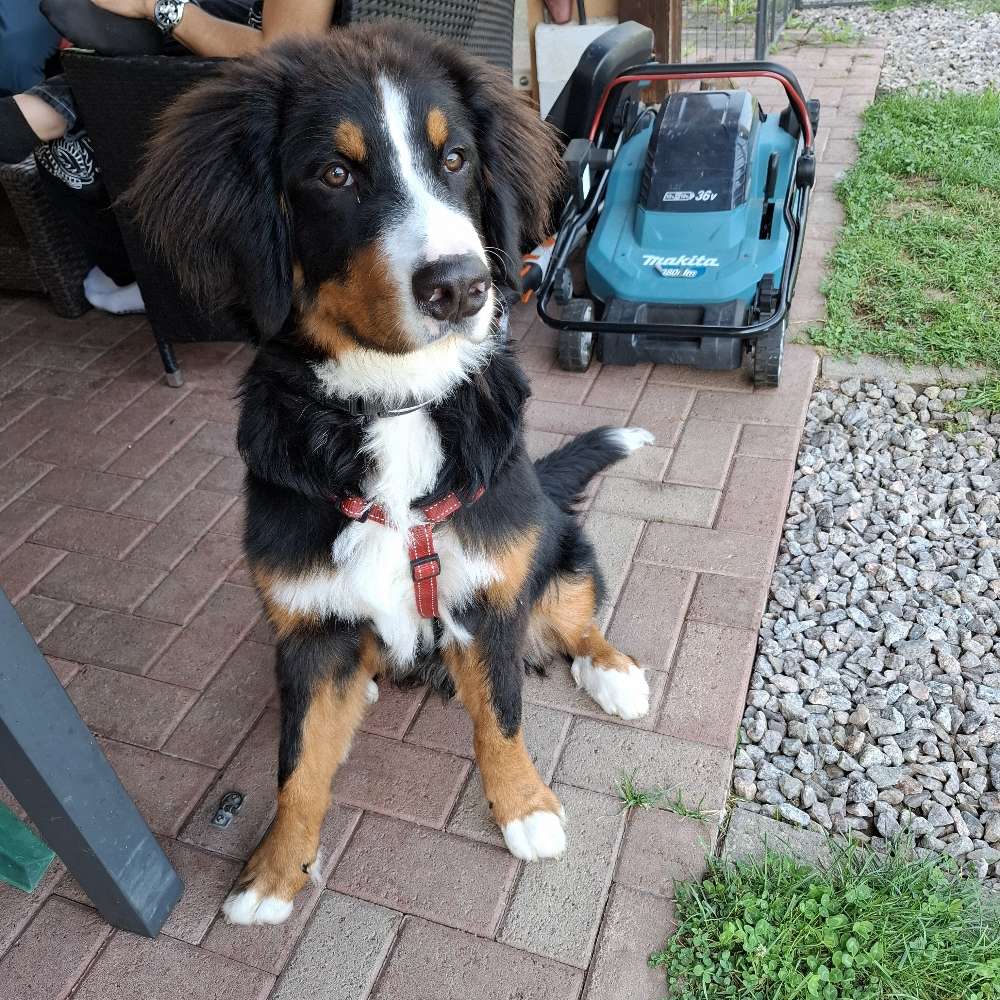 Hundetreffen-Hundetreff für jedes Alter-Profilbild
