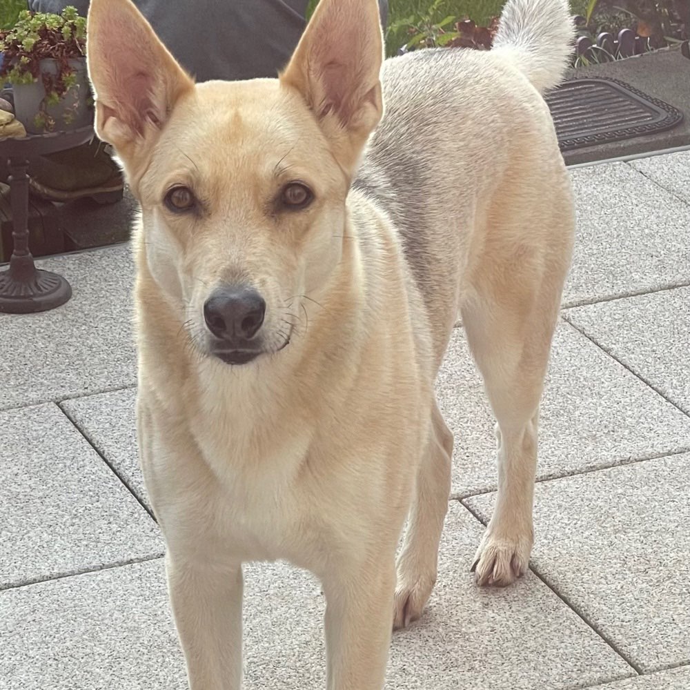 Hundetreffen-Kennenlernen von  Mensch und Hund..-Profilbild