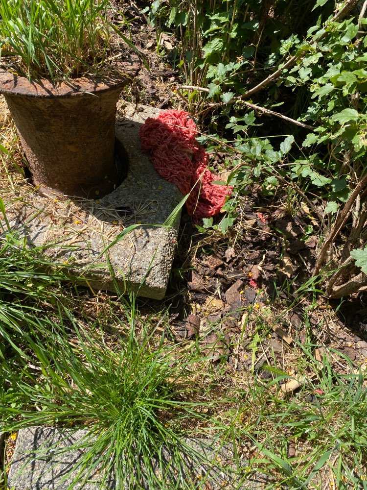 Giftköder-Rohes Hackfleisch-Profilbild