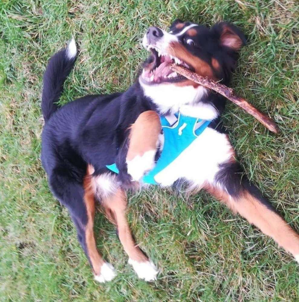 Hundetreffen-Gasi und spielen-Profilbild