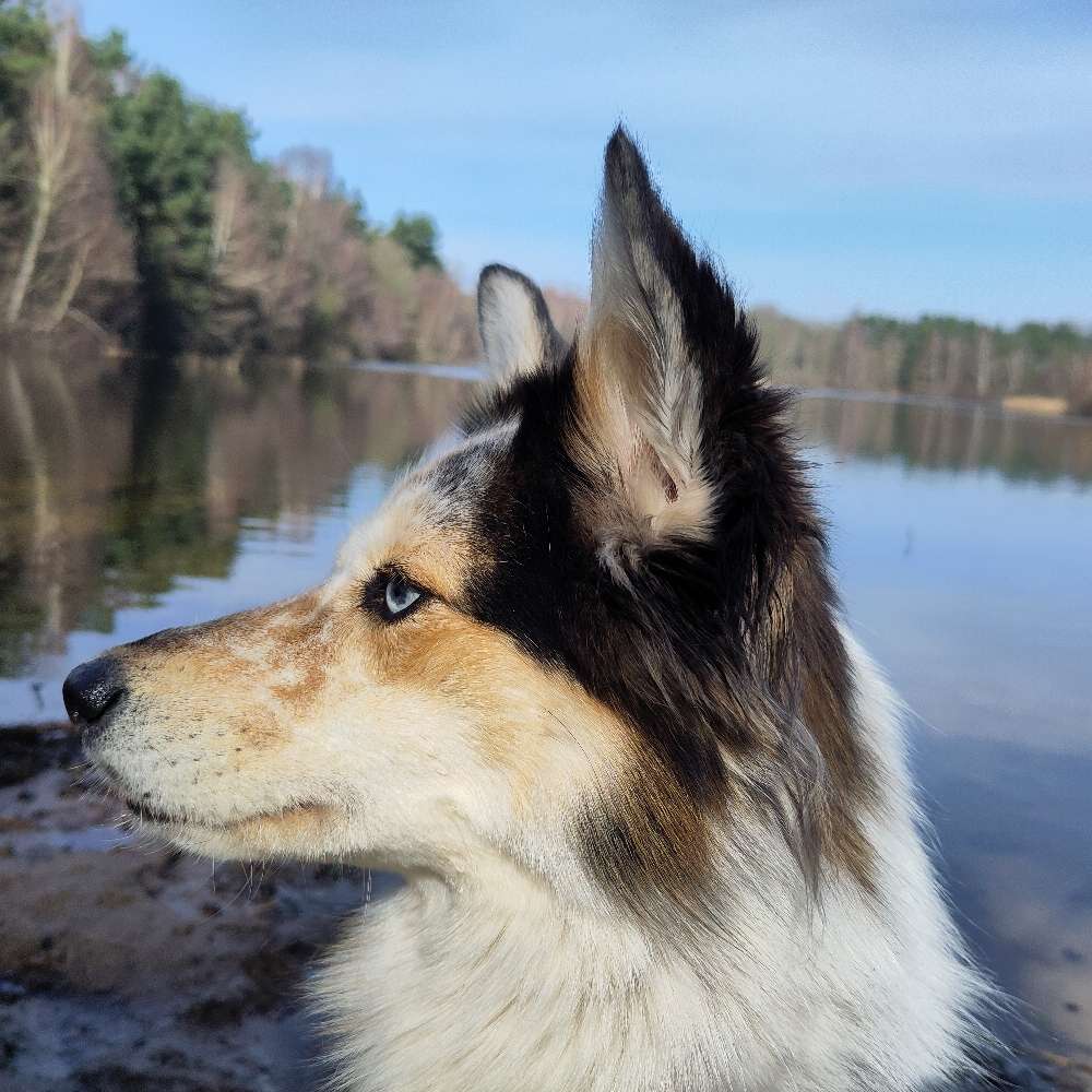 Hundetreffen-Gemischte Hundegruppe-Profilbild