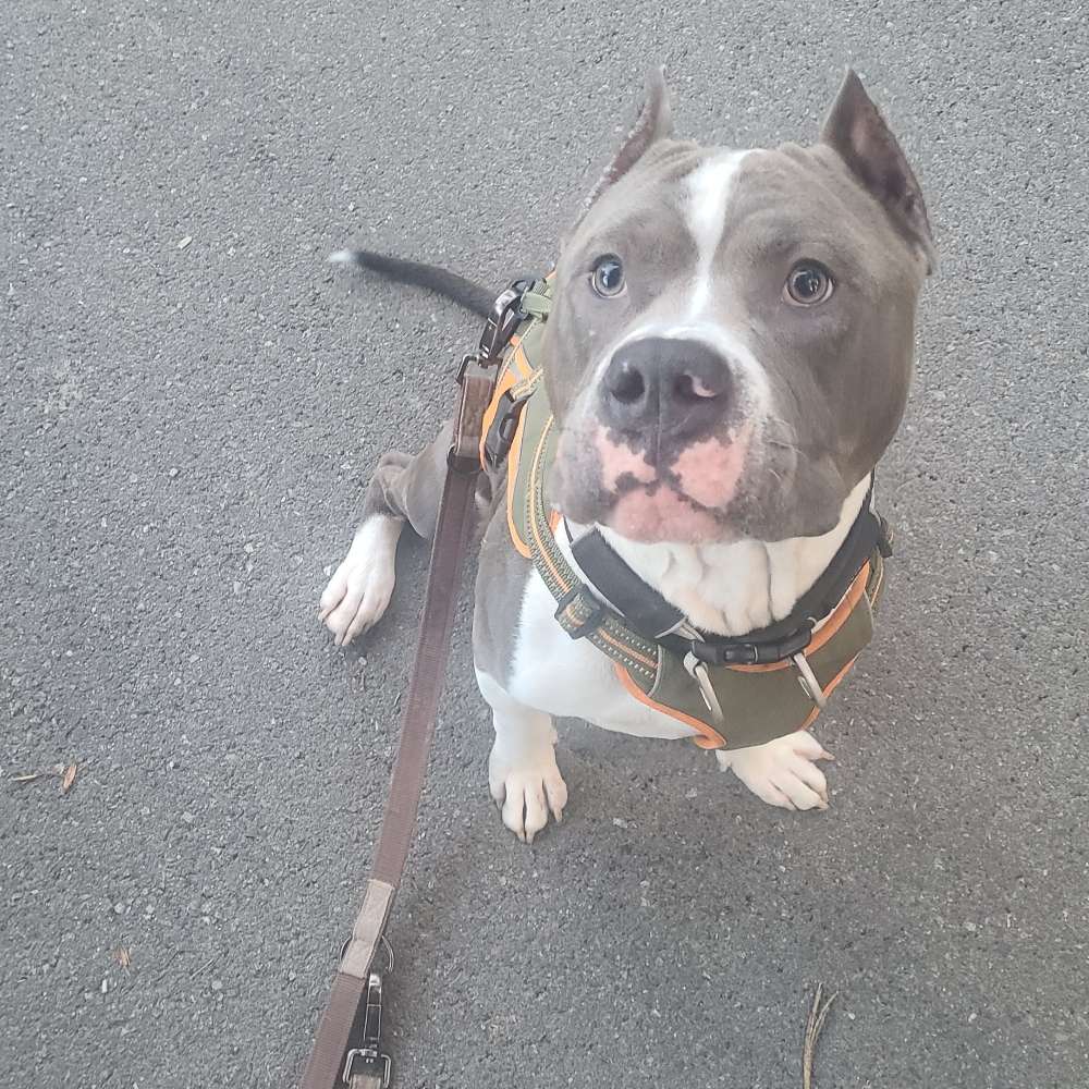 Hundetreffen-Gassi gehen und von anderen lernen-Profilbild