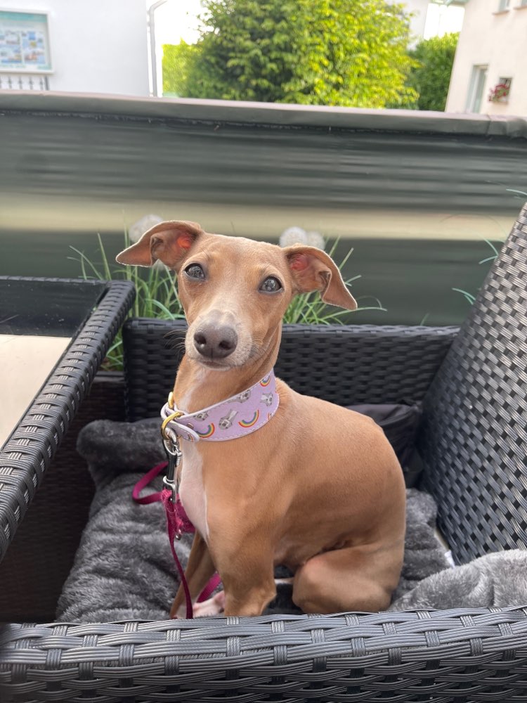 Hundetreffen-Social Play and Walk-Profilbild