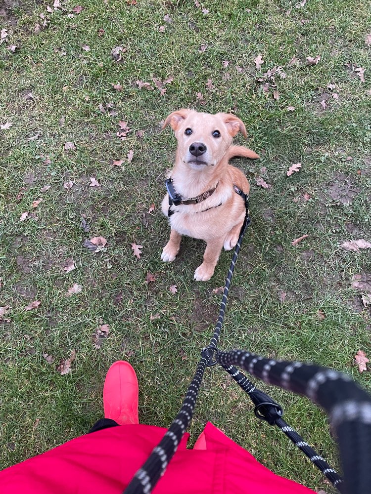 Hundetreffen-Hunderunde und gemeinsames Hunde Einmaleins lernen-Profilbild
