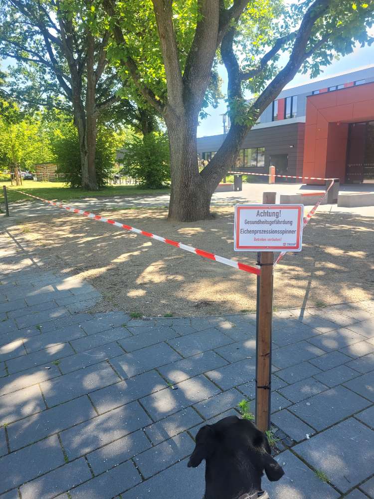 Giftköder-Eichenprozessionsspinner-Profilbild