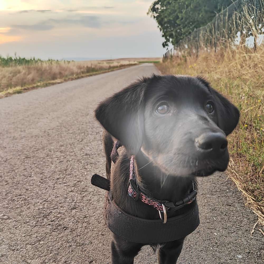 Hundetreffen-Gassigruppe gesucht-Profilbild