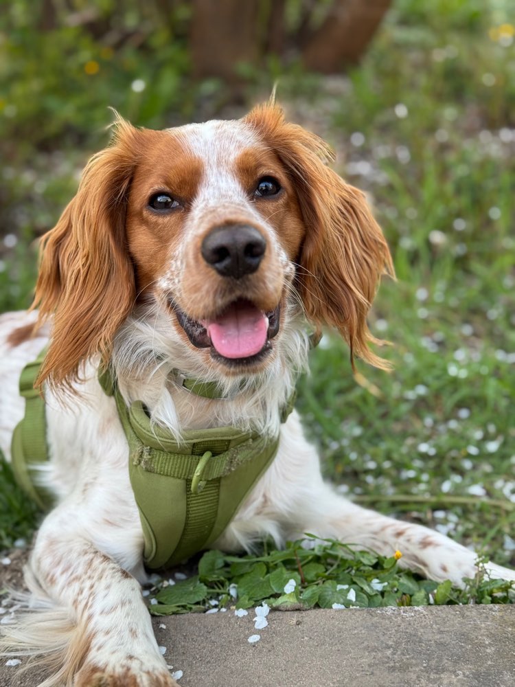 Hundetreffen-Übungsspaziergänge-Profilbild
