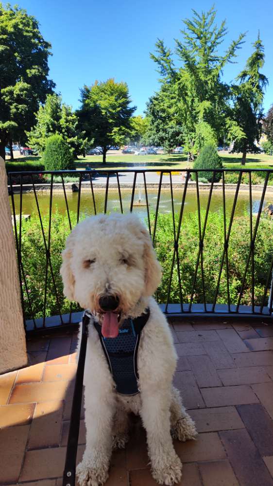 Hundetreffen-Gassigehen & Spielen-Profilbild