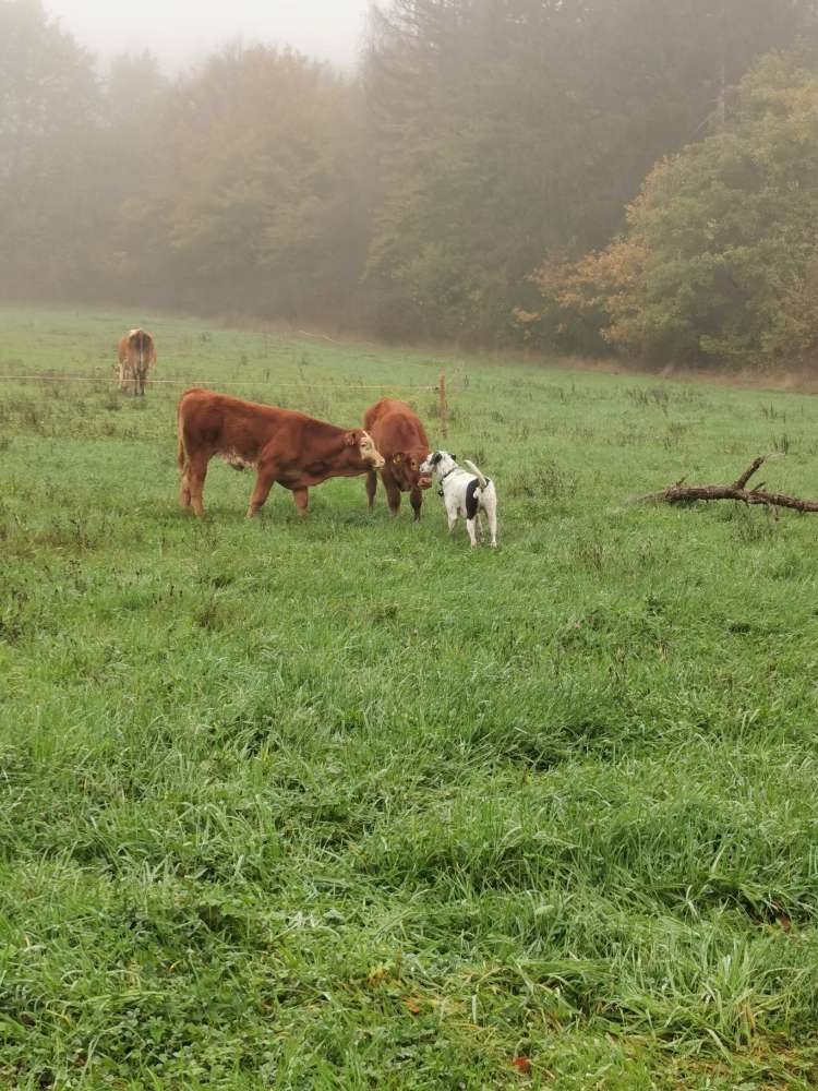 Hundetreffen-Gassirunde und Spielen-Profilbild