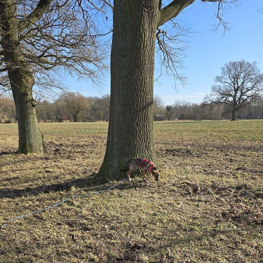 Hundetreffen-Soziale kontakte zum spielen-Profilbild