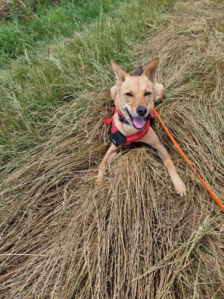 Hundetreffen-Luna sucht Social Walk Kontakte-Profilbild