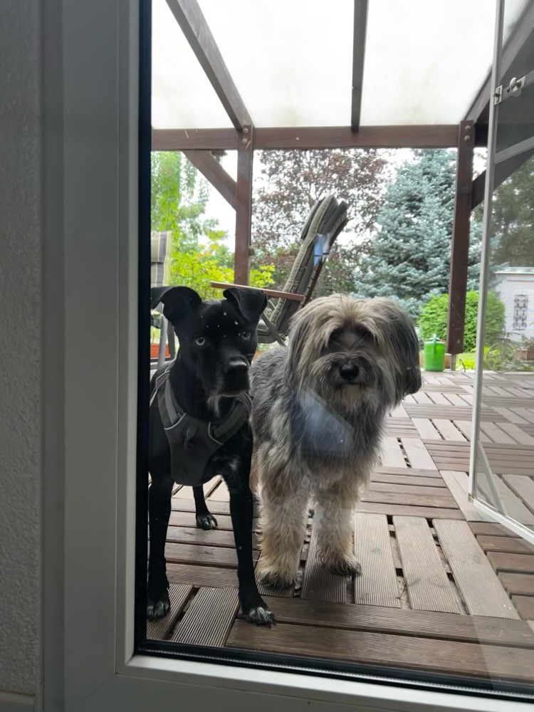 Hundetreffen-Freunde gesucht-Profilbild