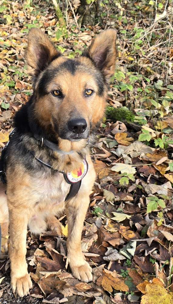 Hundetreffen-Gassi/Spieltreffen-Profilbild