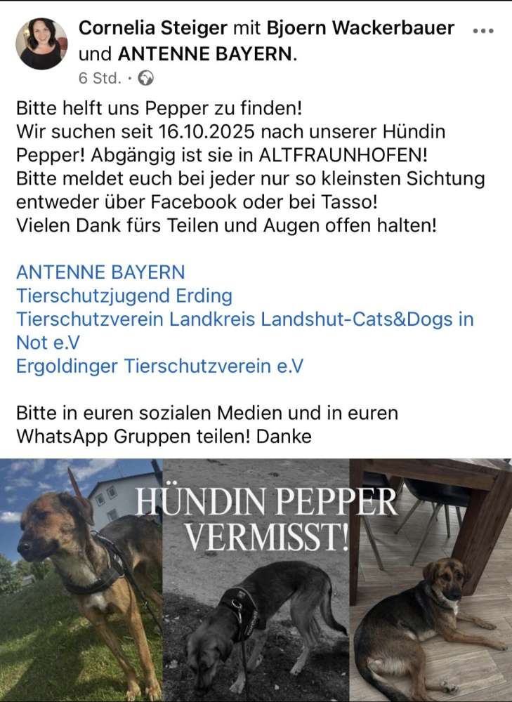 Suchmeldung-Pepper-Profilbild