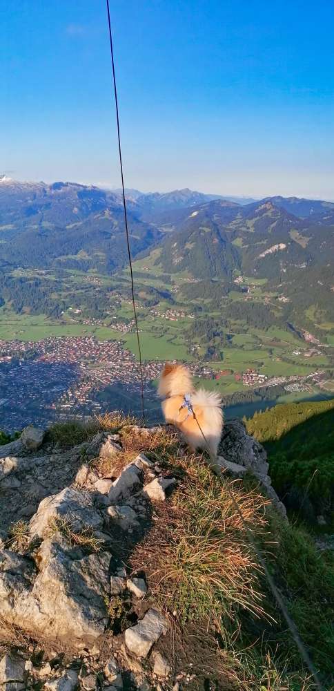 Hundetreffen-Berg Freunde gesucht-Profilbild