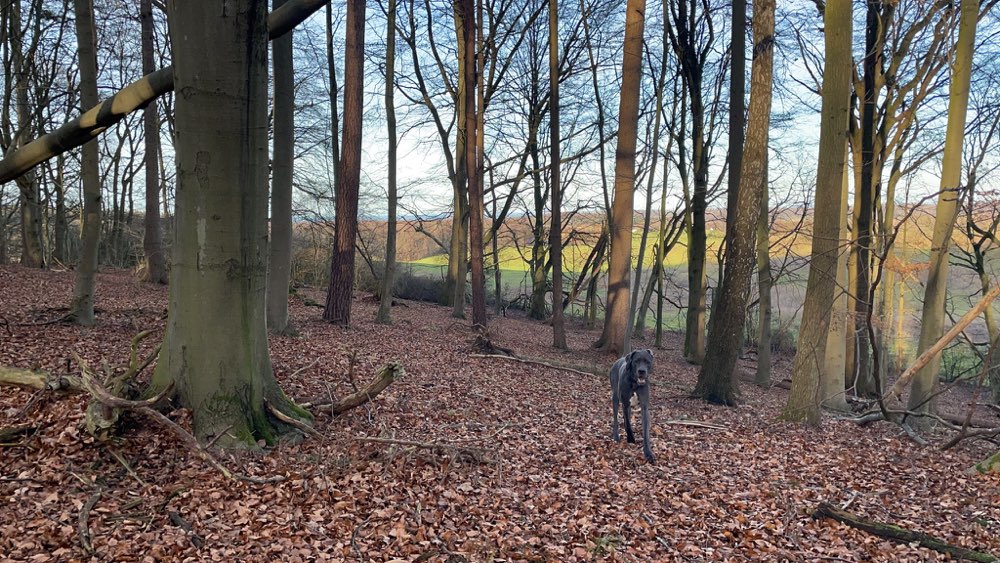 Hundetreffen-Riesenbaby sucht soziale Kontakte!-Profilbild