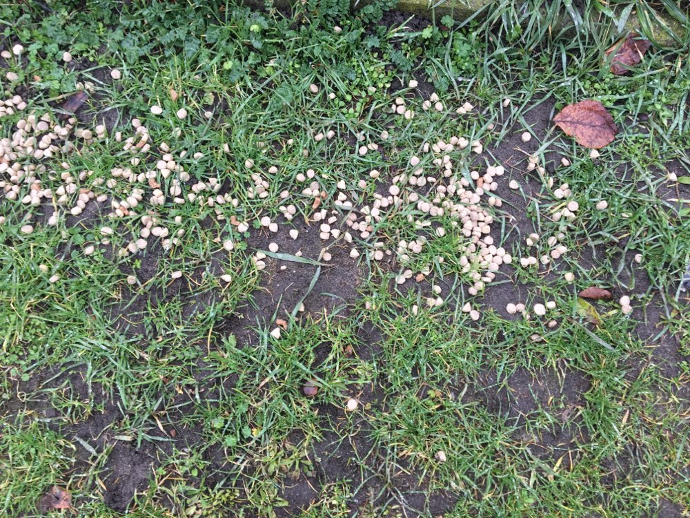 Giftköder-Ausgestreutes Hundefutter &weißes Pulver-Profilbild