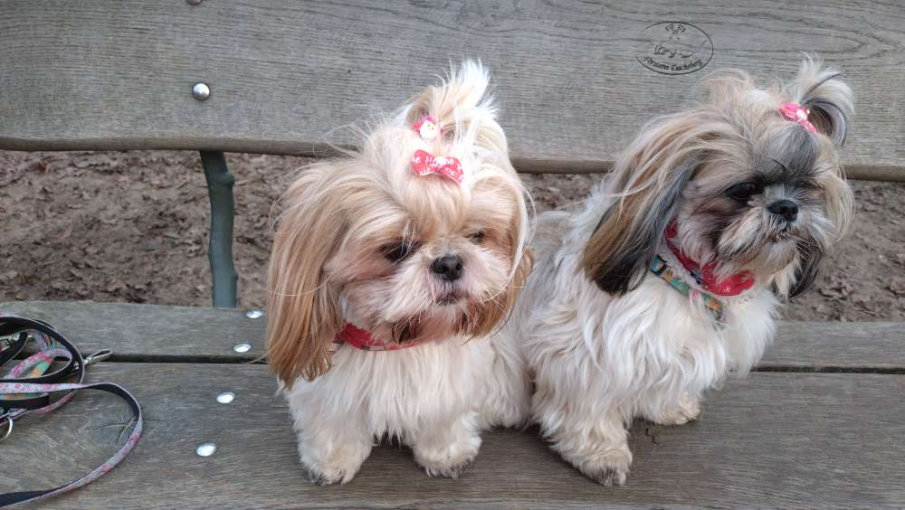 Hundetreffen-Hundekumpel oder Gassirunden allein oder Rudel-Profilbild