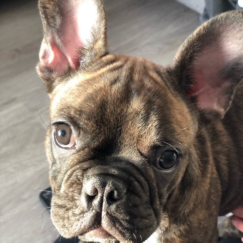 Hundetreffen-Gassirunde-Profilbild