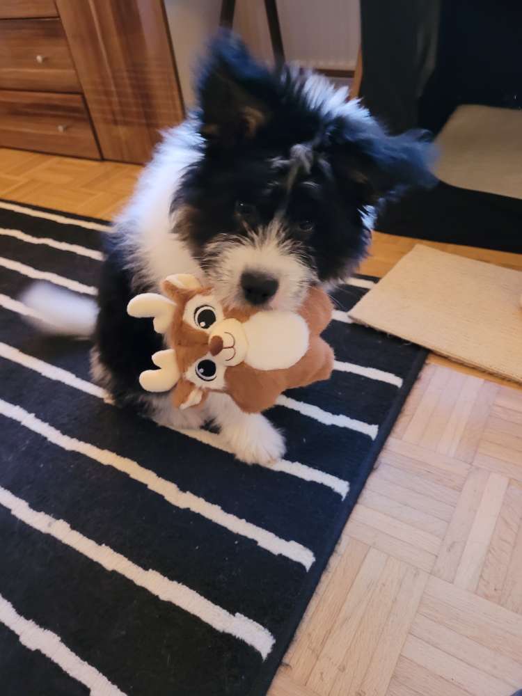 Hundetreffen-Welpentreffen/ Junghundtreffen am Aasee oder in Roxel-Profilbild