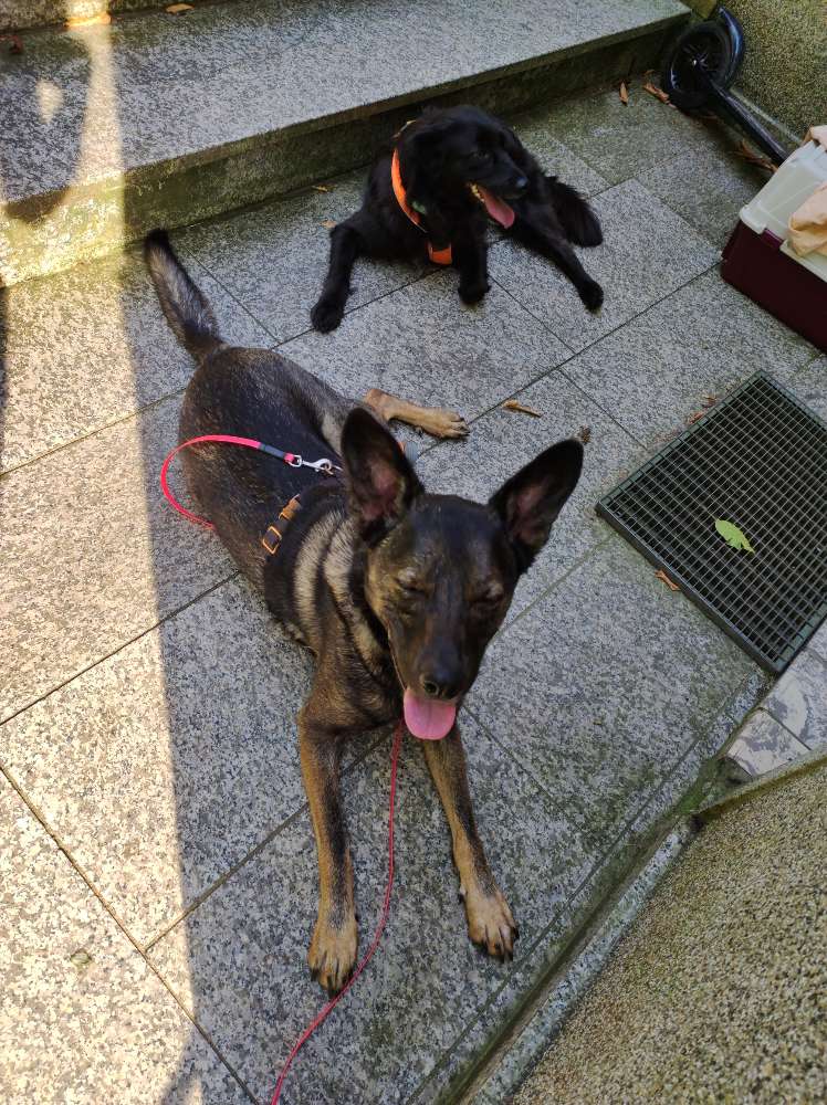 Hundetreffen-Kumpel gesucht-Profilbild