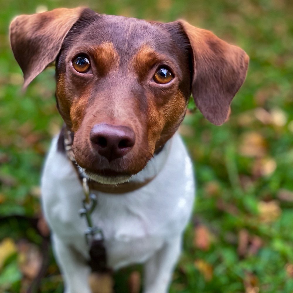 Hundetreffen-Monty auf der Suche nach neuen Freunden🐶🐾-Profilbild