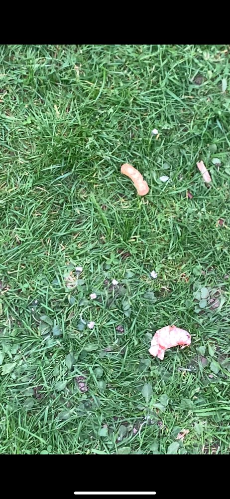 Giftköder-Giftköder u.a rohes Fleisch-Profilbild