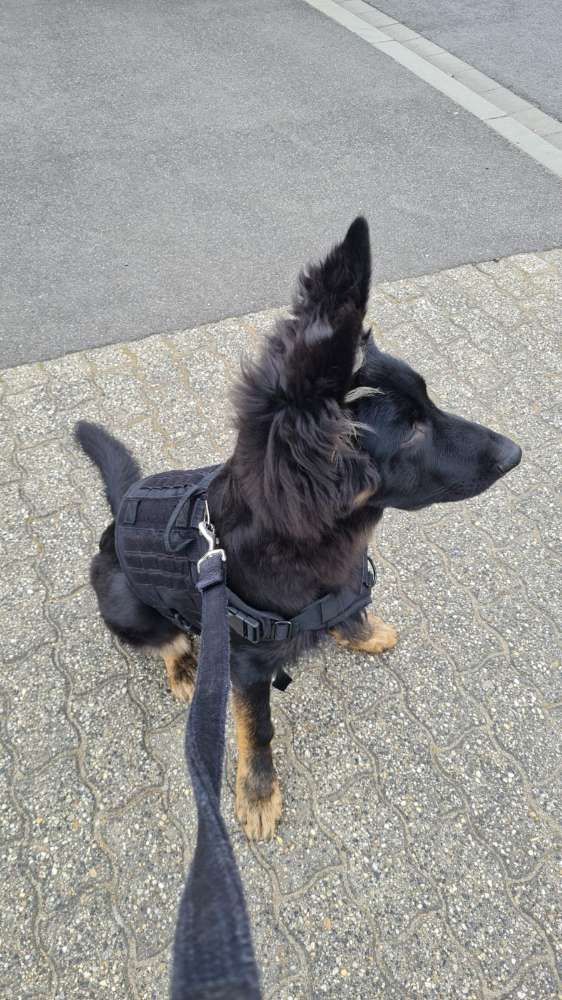 Hundetreffen-Gassirunden, spielen und lernen 😊-Profilbild