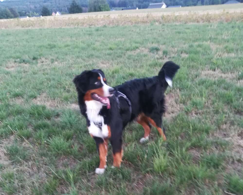 Hundetreffen-Spiel kumpels  gesucht.-Profilbild