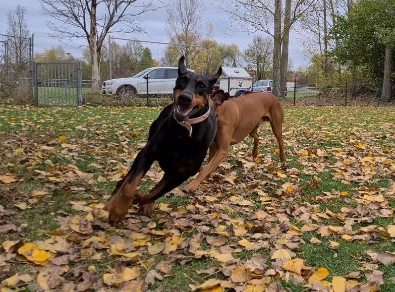Hundetreffen-Gassi & Spielgefährten gesucht-Profilbild