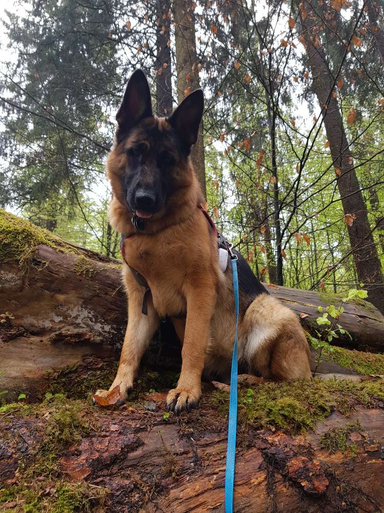 Hundetreffen-Prinzess sucht Trainingspartner-Profilbild