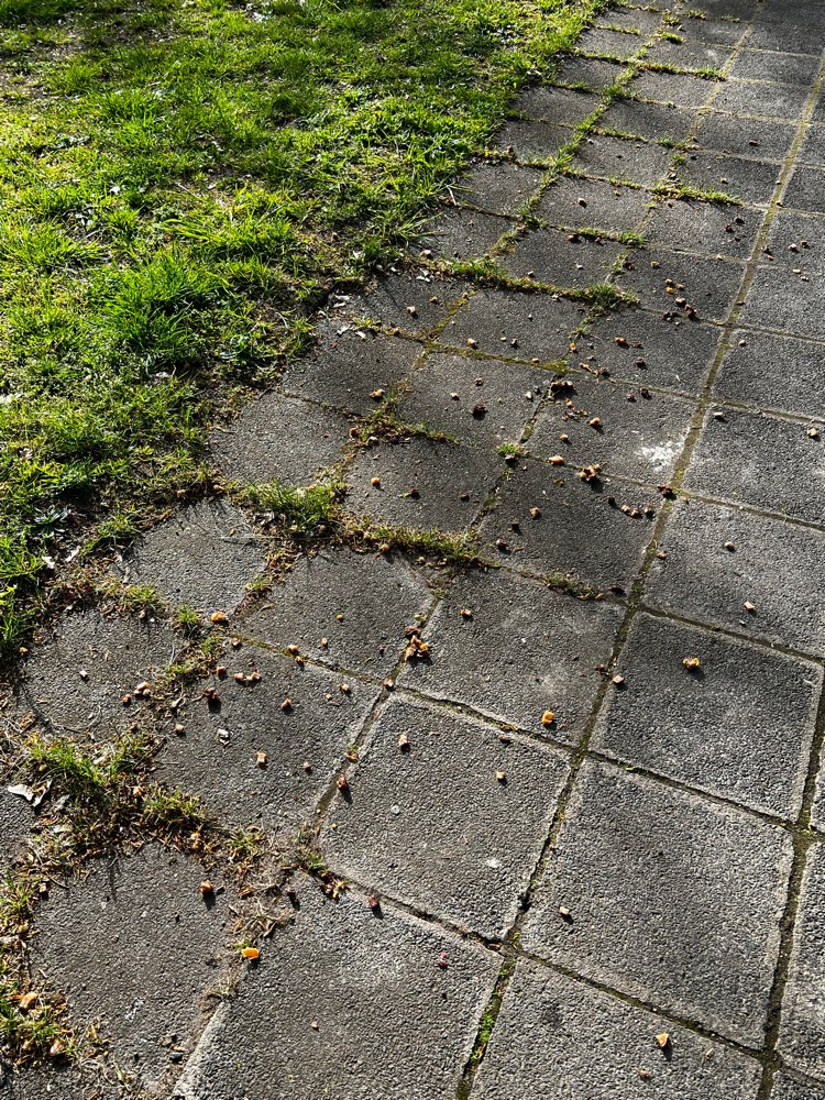 Giftköder-Fleisch und Fischstücke, mgl. Giftköder-Profilbild