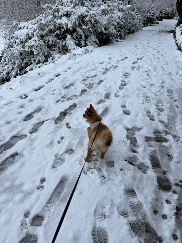Hundetreffen-Pomeranian-Zwergspitz Treffen-Profilbild