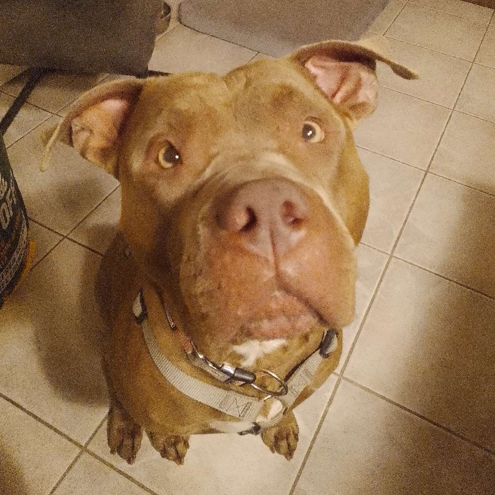 Hundetreffen-Gemeinsames Training/ Spazieren gehen-Profilbild