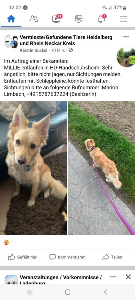 Suchmeldung-Millie-Profilbild