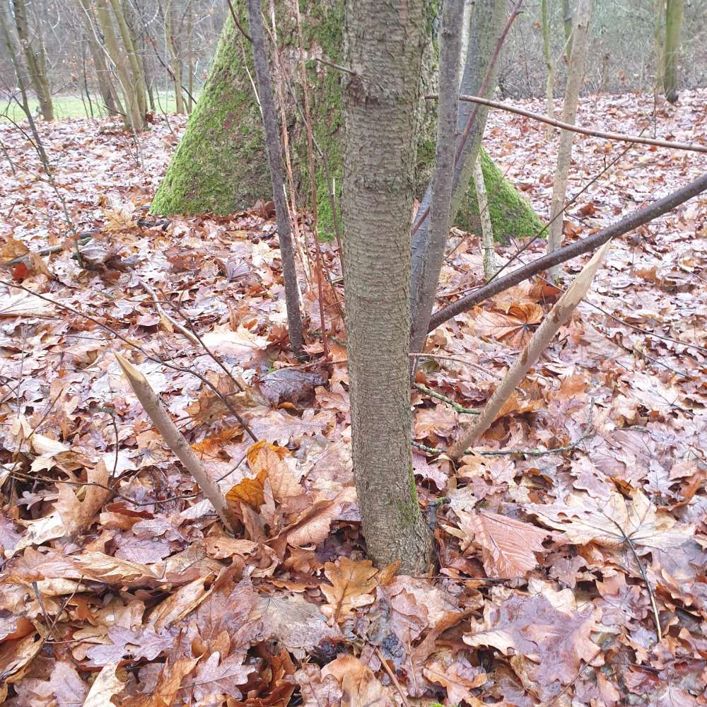 Giftköder-Angespitzte Stöcker !-Profilbild