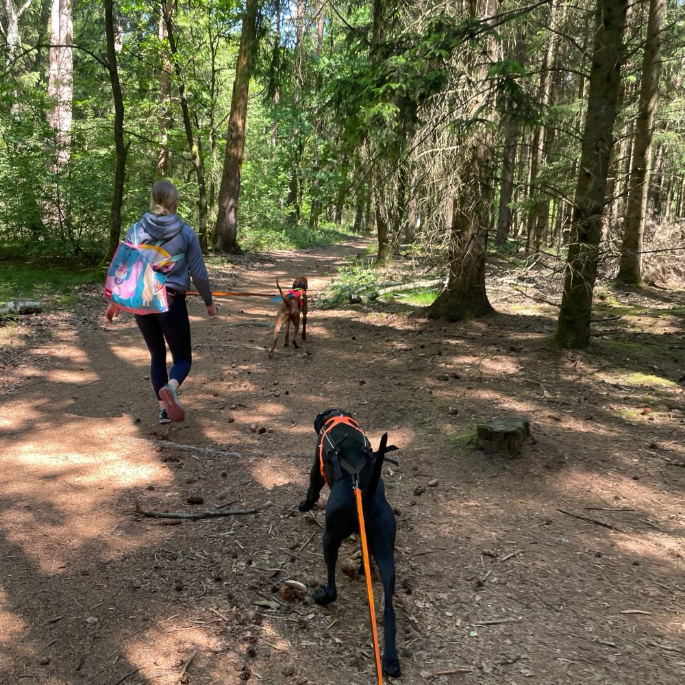Hundetreffen-Training | Canicross-Profilbild
