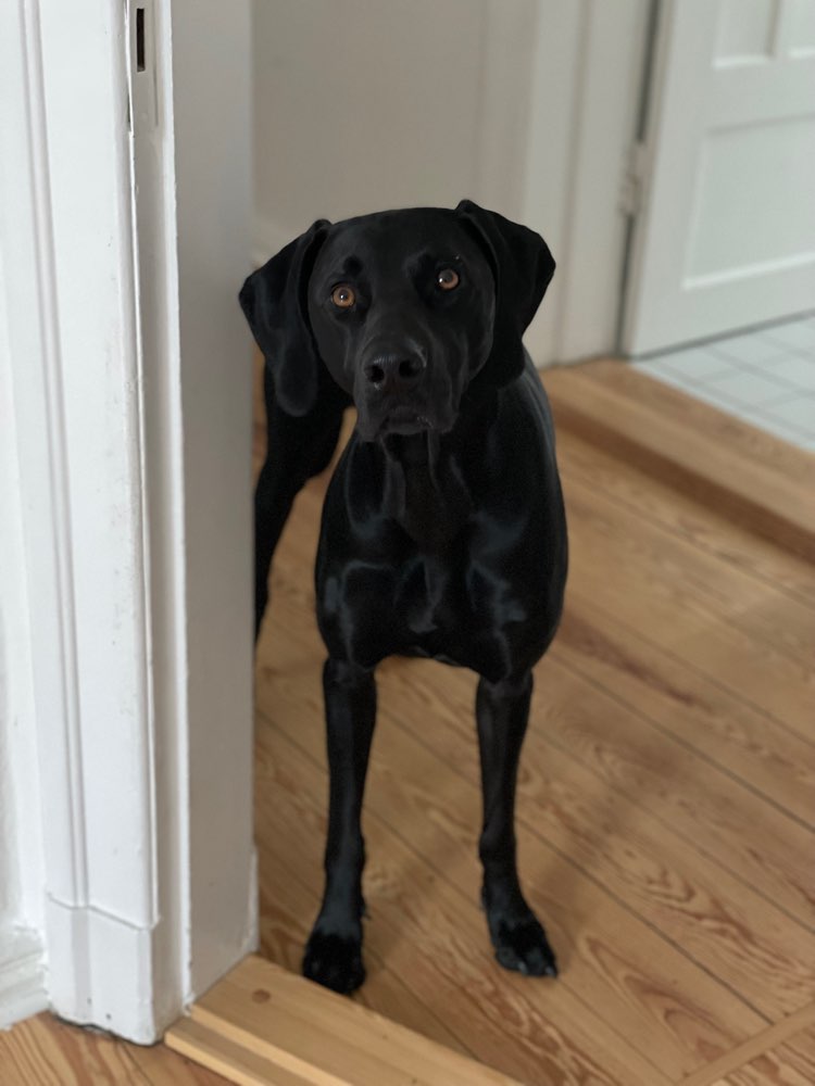 Hundetreffen-gemeinsame Spaziergänge-Profilbild