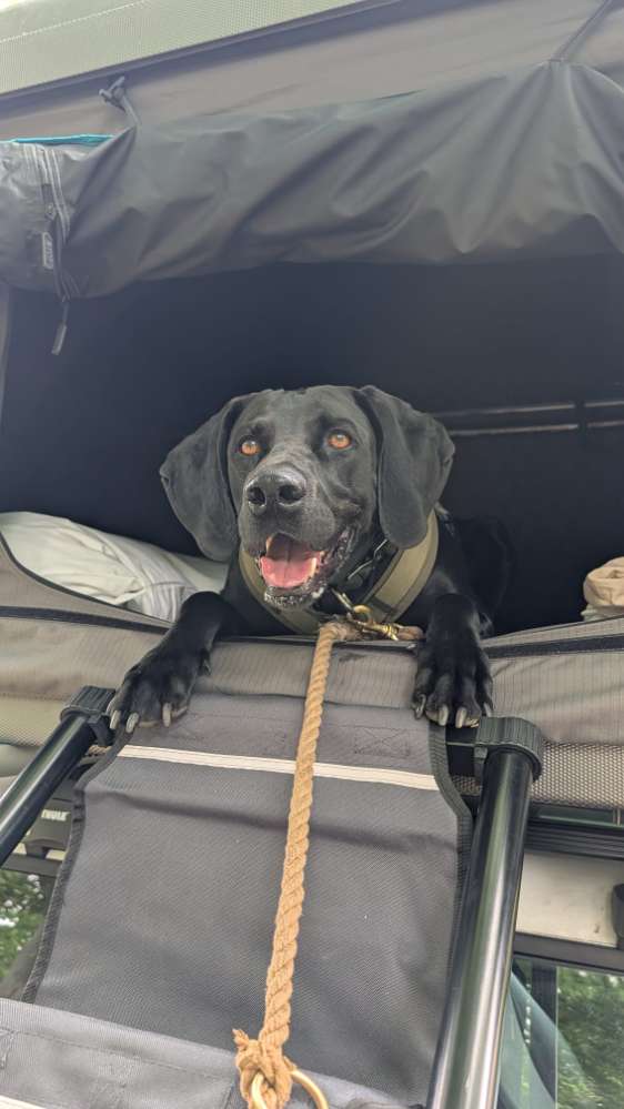 Hundetreffen-Dachzelt Abenteuer-Profilbild