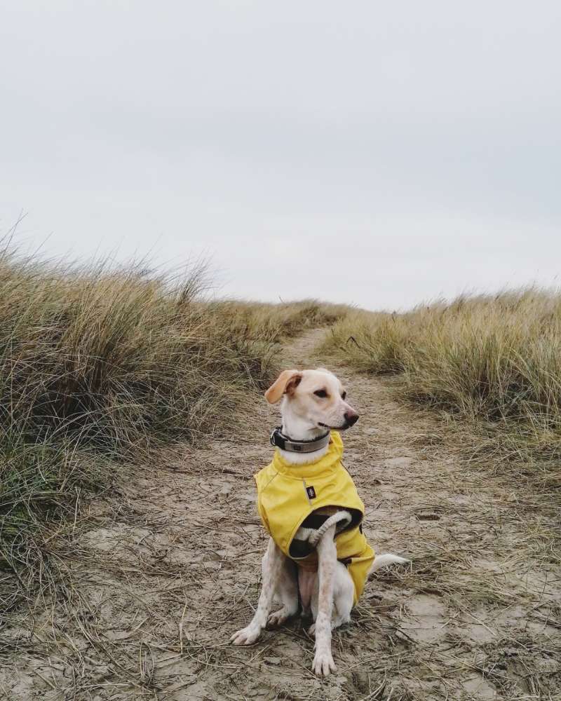 Hundetreffen-Spaziergang über Stock und Stein-Profilbild