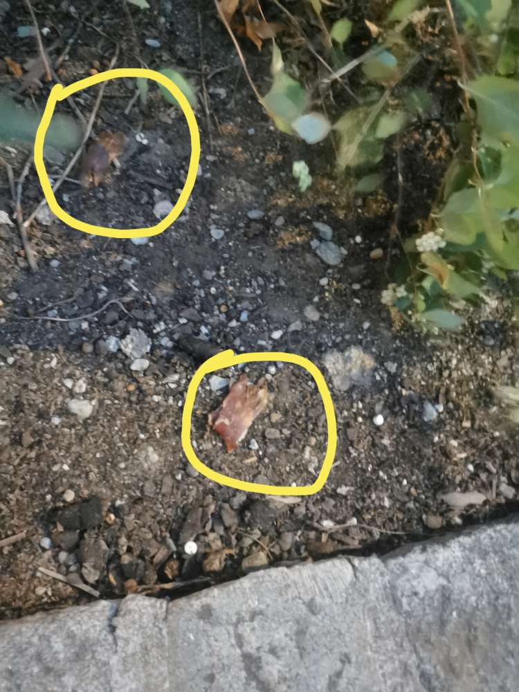 Giftköder-Speck beim Baum-Profilbild