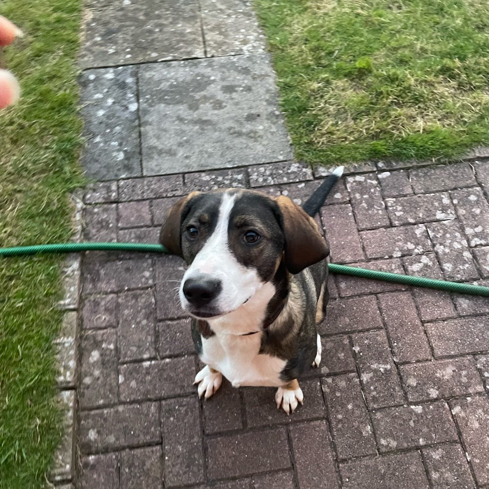 Hundetreffen-Spielpartner gesucht 🐶-Profilbild