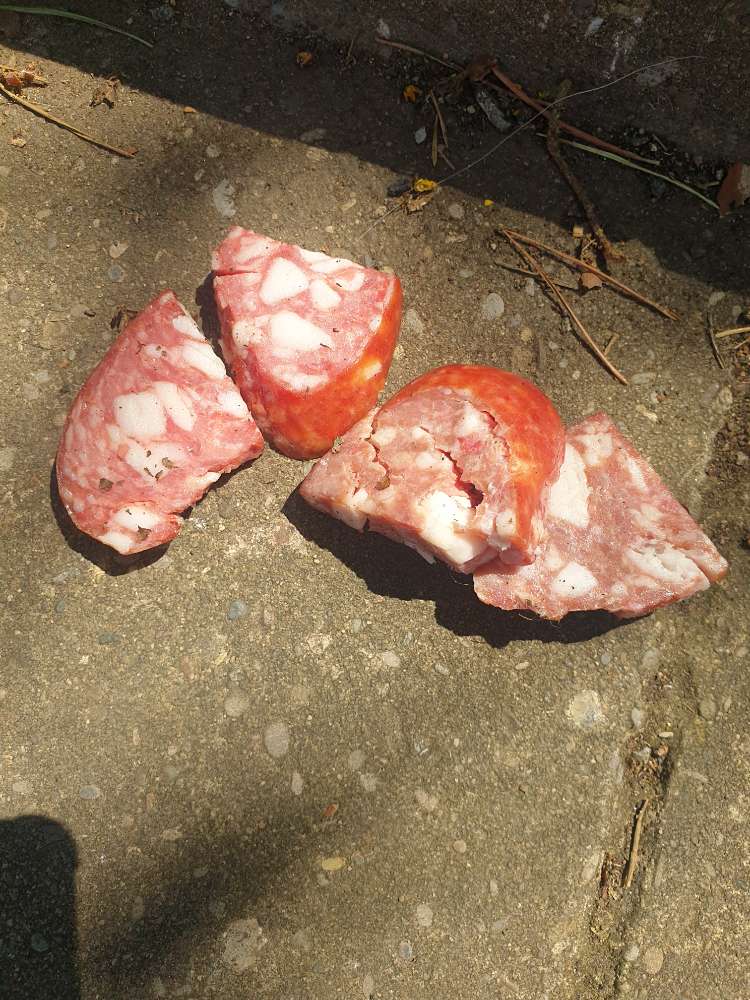 Giftköder-Wurststücke am Waldrand-Profilbild