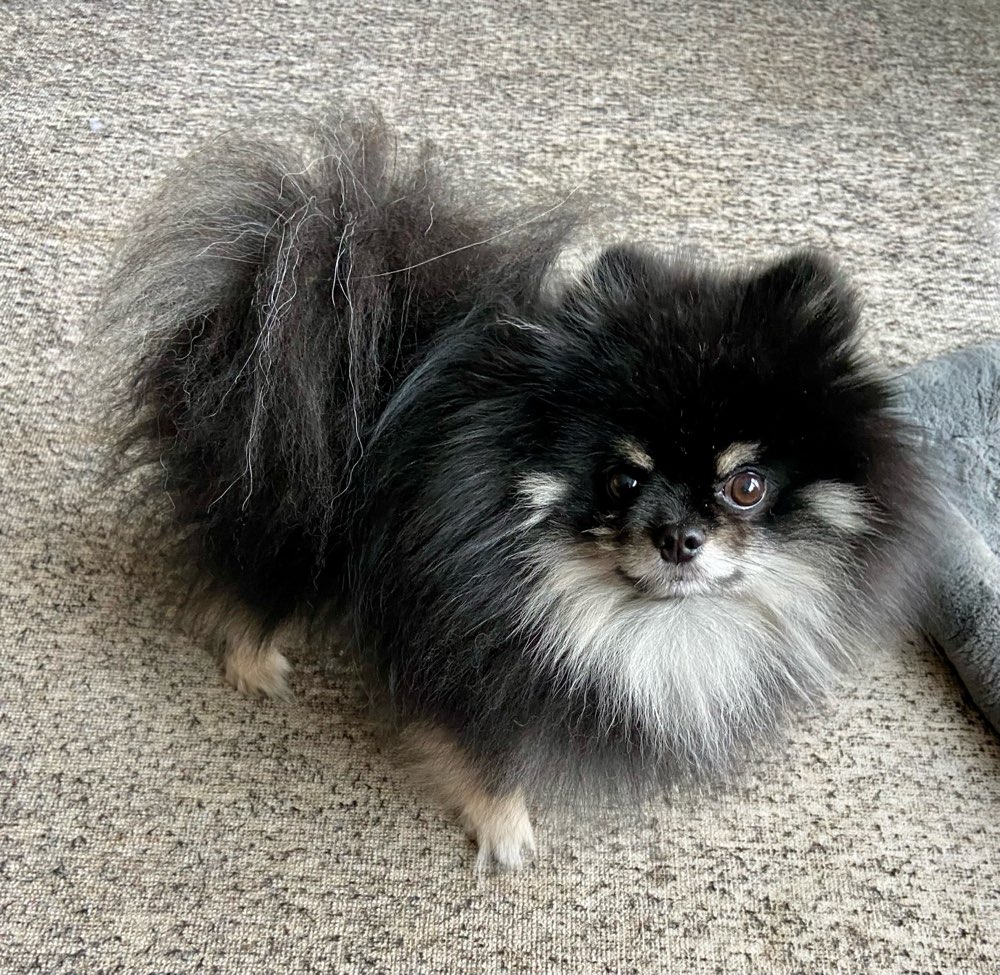 Hundetreffen-Treffen kleine Hunde-Profilbild