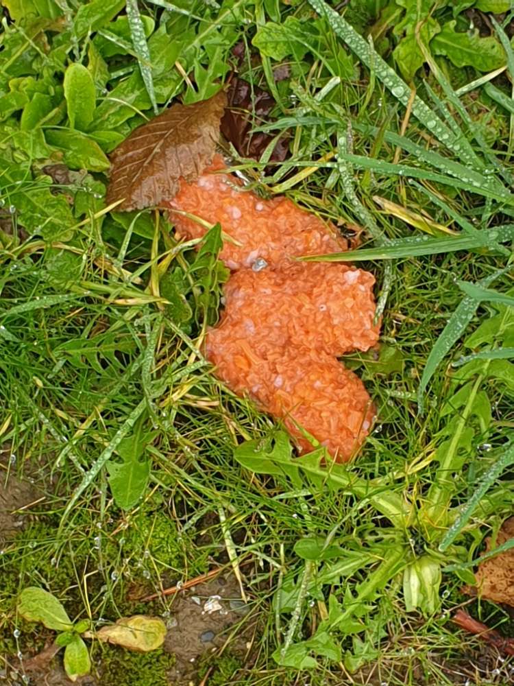 Giftköder-Mögliche Giftköder-Profilbild